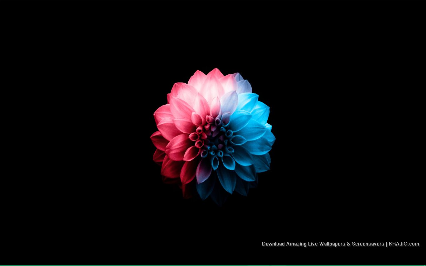 Mesmerizing Pink Blue Flower OLED Dark Live Wallpaper For PC 4K HD ...